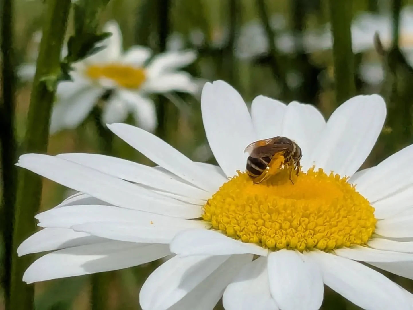 Oh to be a sweat bee on a daisy