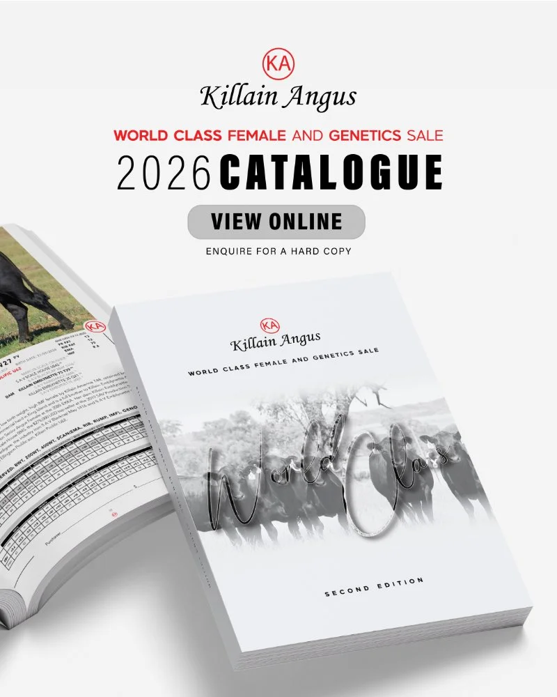 2026 Killain Angus catalogue