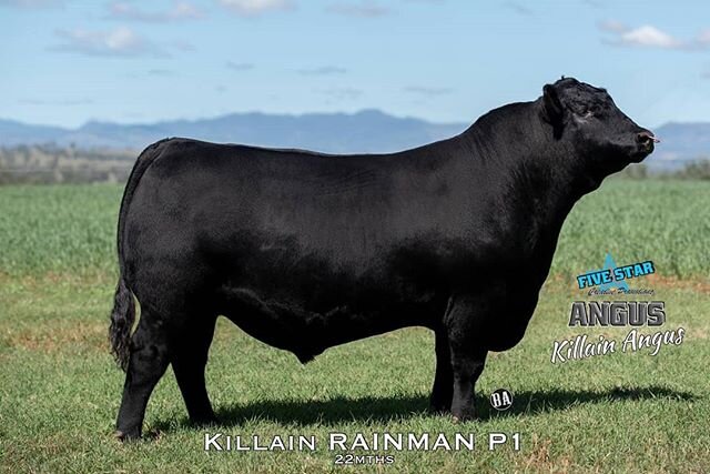 Killain Rainman P1 our 22 month old stud sire by SAV Raindance 6848 from our donor female Killain Madame Pride 3 M9 was bound for the 2020
Sydney Royal Easter Show. Thank you to Five Star Creative Promotions for the opportunity to showcase him. @agri