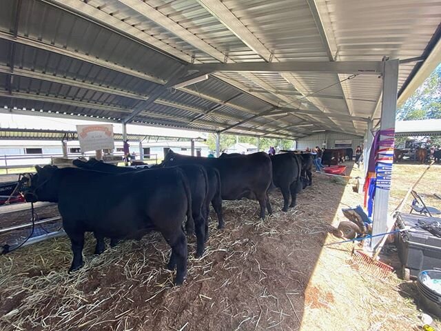 Fantastic day at the 2020 Walcha Show. Killain Angus won Senior and Grand Champion Cow with Killain Madame Pride M9 and Senior and Grand Champion Bull with Killain Rainman P1. TD Emblynette won her class while our steer Killain Powerhouse, sired by H