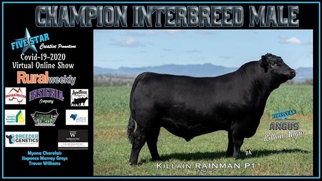 Killain Rainman P1 (SAV Raindance 6848 x Killain Madame Pride 3 M9 (SAV Renown 3439) won the Champion Interbreed Bull in the Five Stars Covid-19 Online Show under world renowned judge PJ Budler. Thank you to Five Star Creative Promotions for initiati