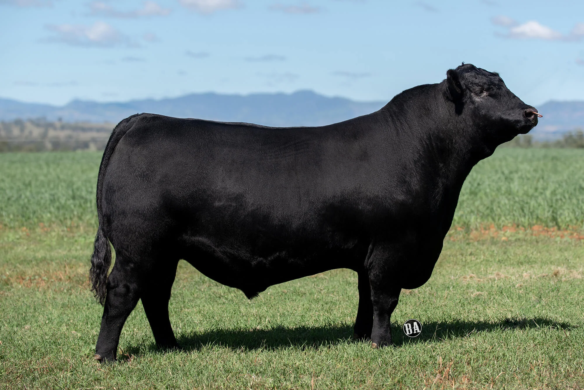 Covid-19 Five Star Online Show 2020