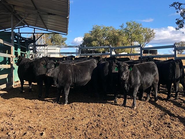 Performance and Feed Efficiency at it&rsquo;s best!!! This magnificent group of 8 month old fully imported heifers from the Worlds #1 Angus Stud (Schaff Angus Valley). Weaned today averaging 417 KG off their Angus recipient mothers!!! Sired by SAV Ra