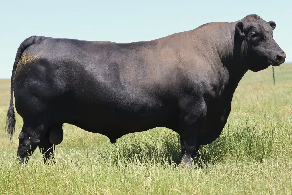The Land Article July 2026 - Focus on US genetics has paid dividends in the Killain Angus program.