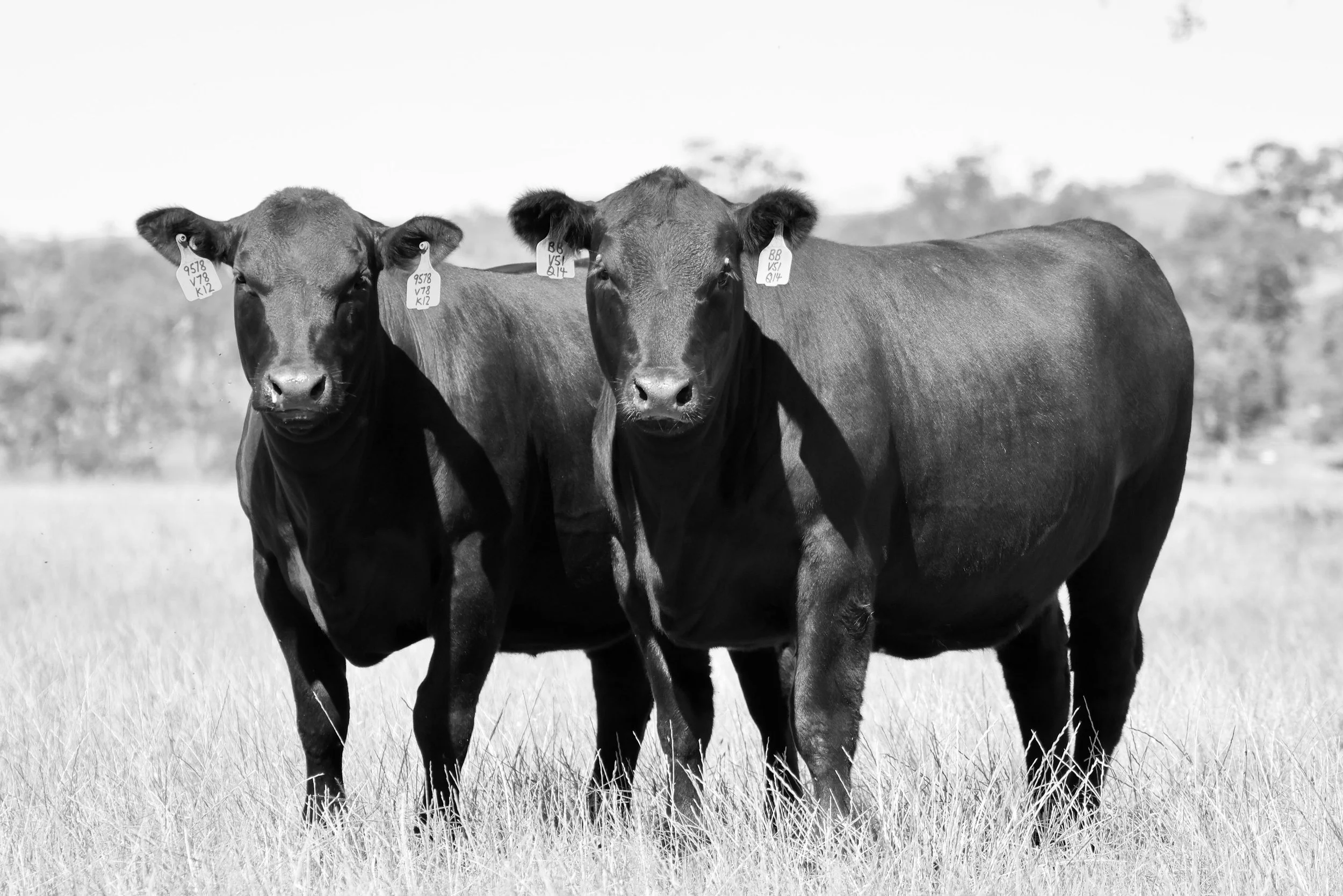 Sale Heifers - KIL24V51 and KIL24V78 (B&W).jpg