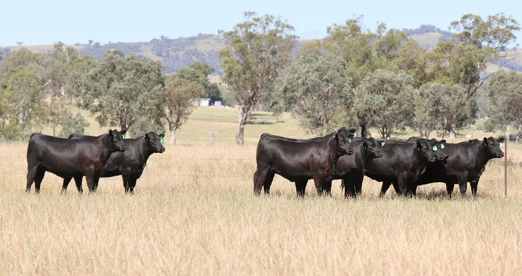 2026 Killain Angus PTIC Sale Heifers.jpeg