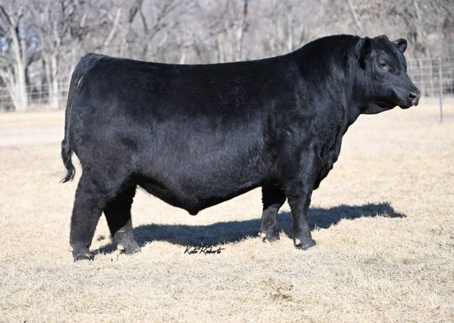 SAV Madame Pride 9170 — Killain Angus
