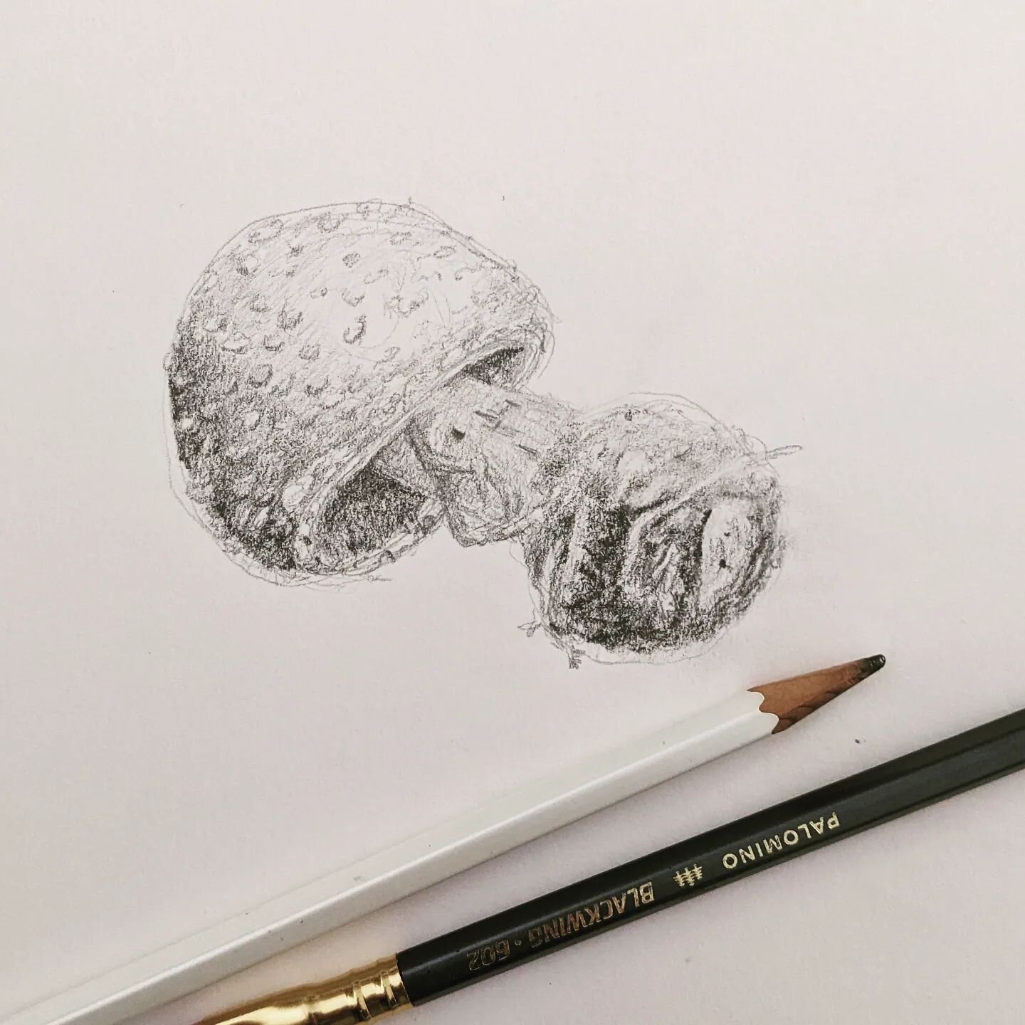 Signed up for a nature drawing class this term at Wyreena with @rachfhammond. I'm already loving the guidance and ability to set aside time to just draw.

Fungi/mushrooms are a favourite subject for learning all sorts of techniques. My mushroom began