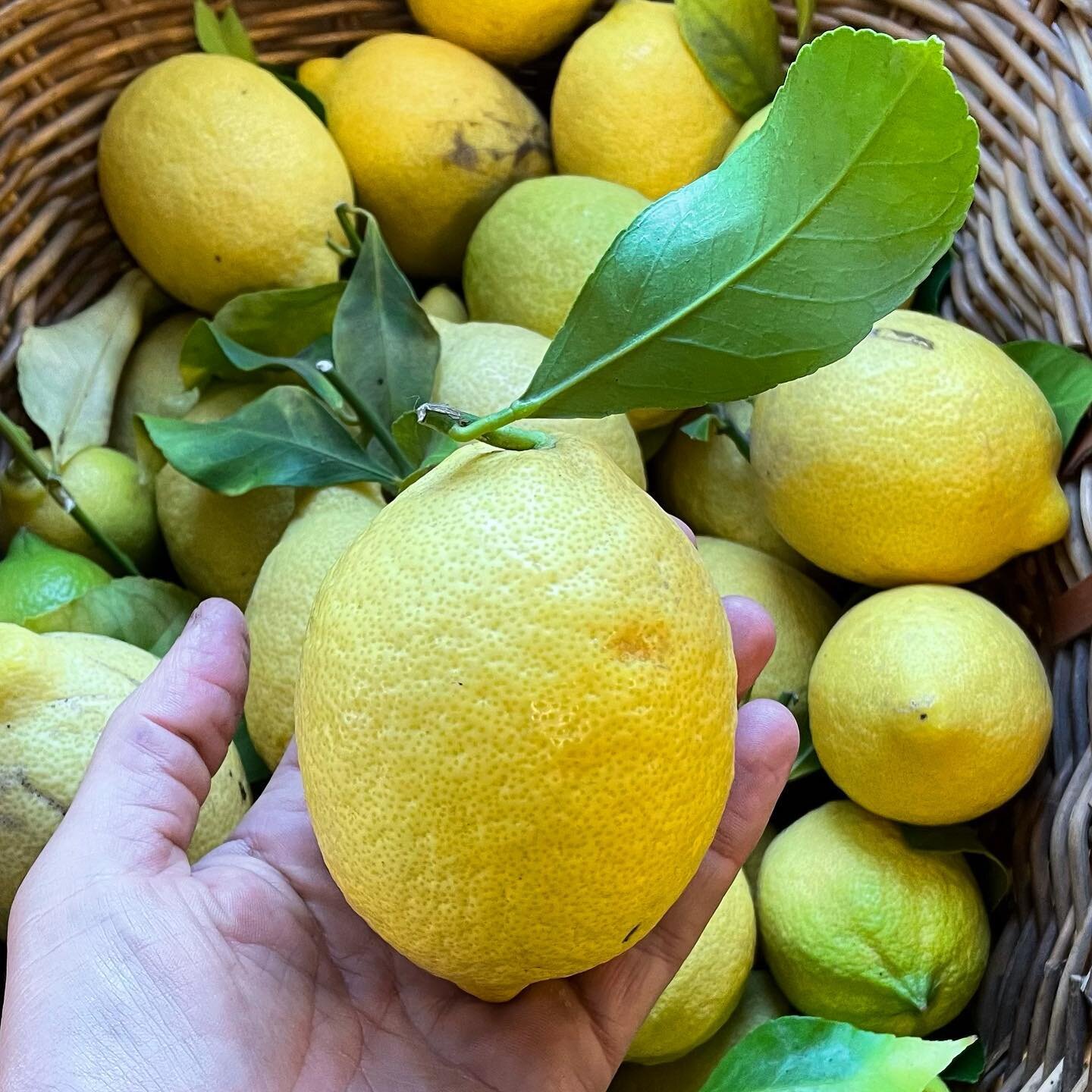 Stunning local Lemons 🍋