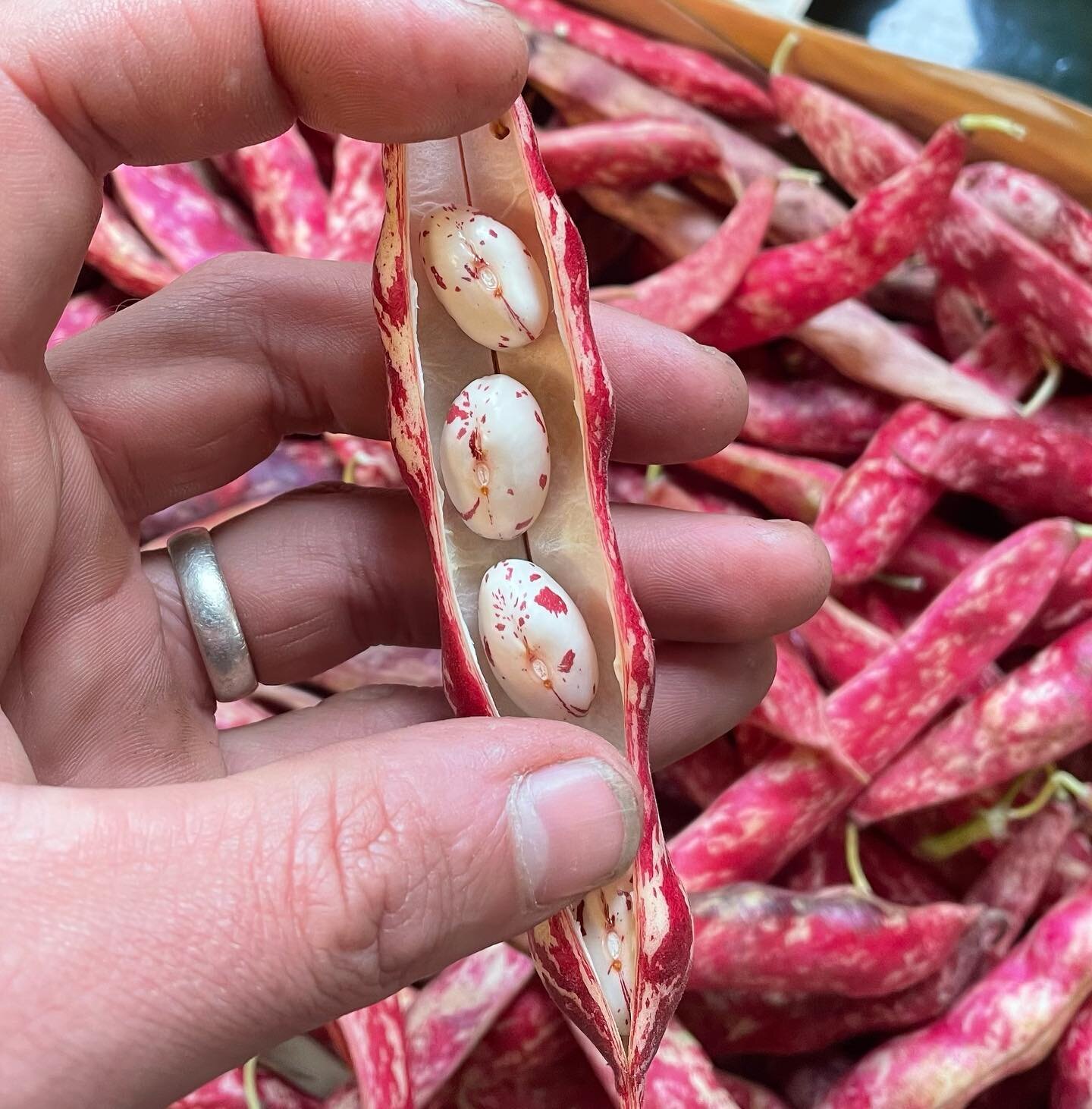 Beautiful Borlotti beans available in small quantities @annevillefarm