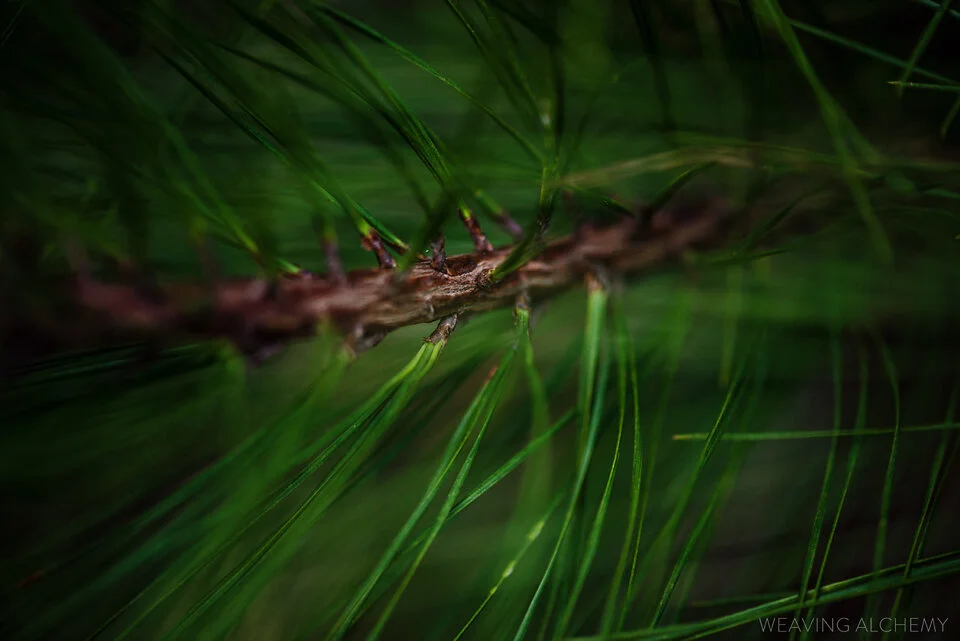 weaving alchemy pine.jpg