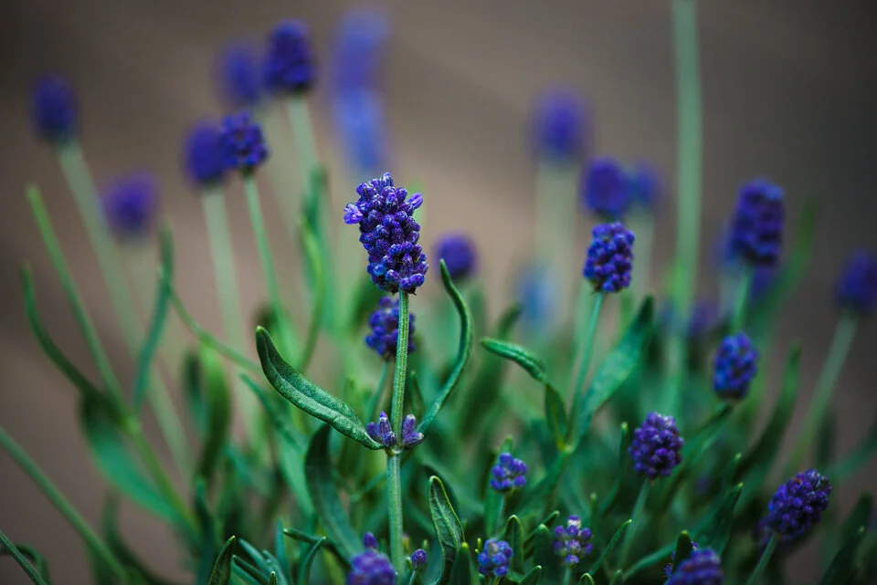 weaving alchemy aromatherapy.jpg