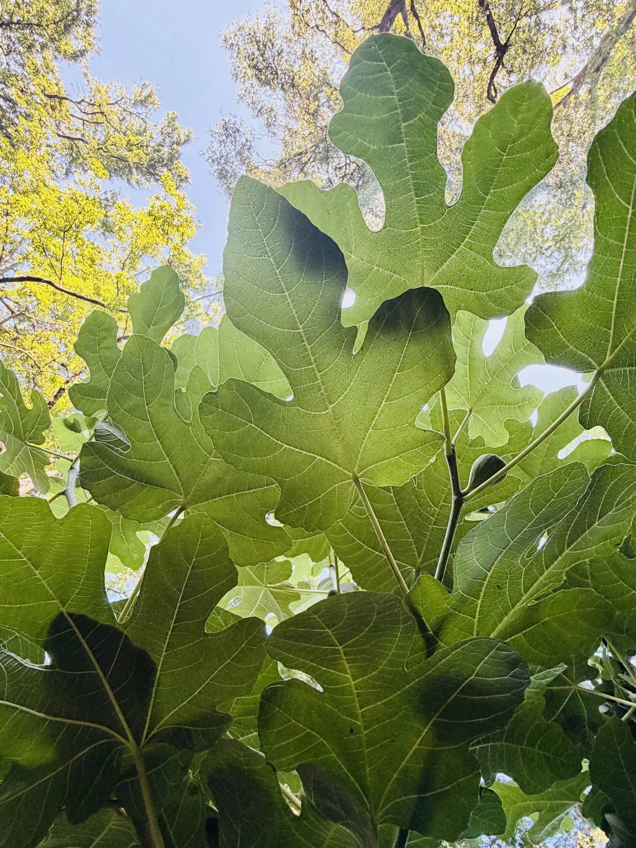 Summer Growth