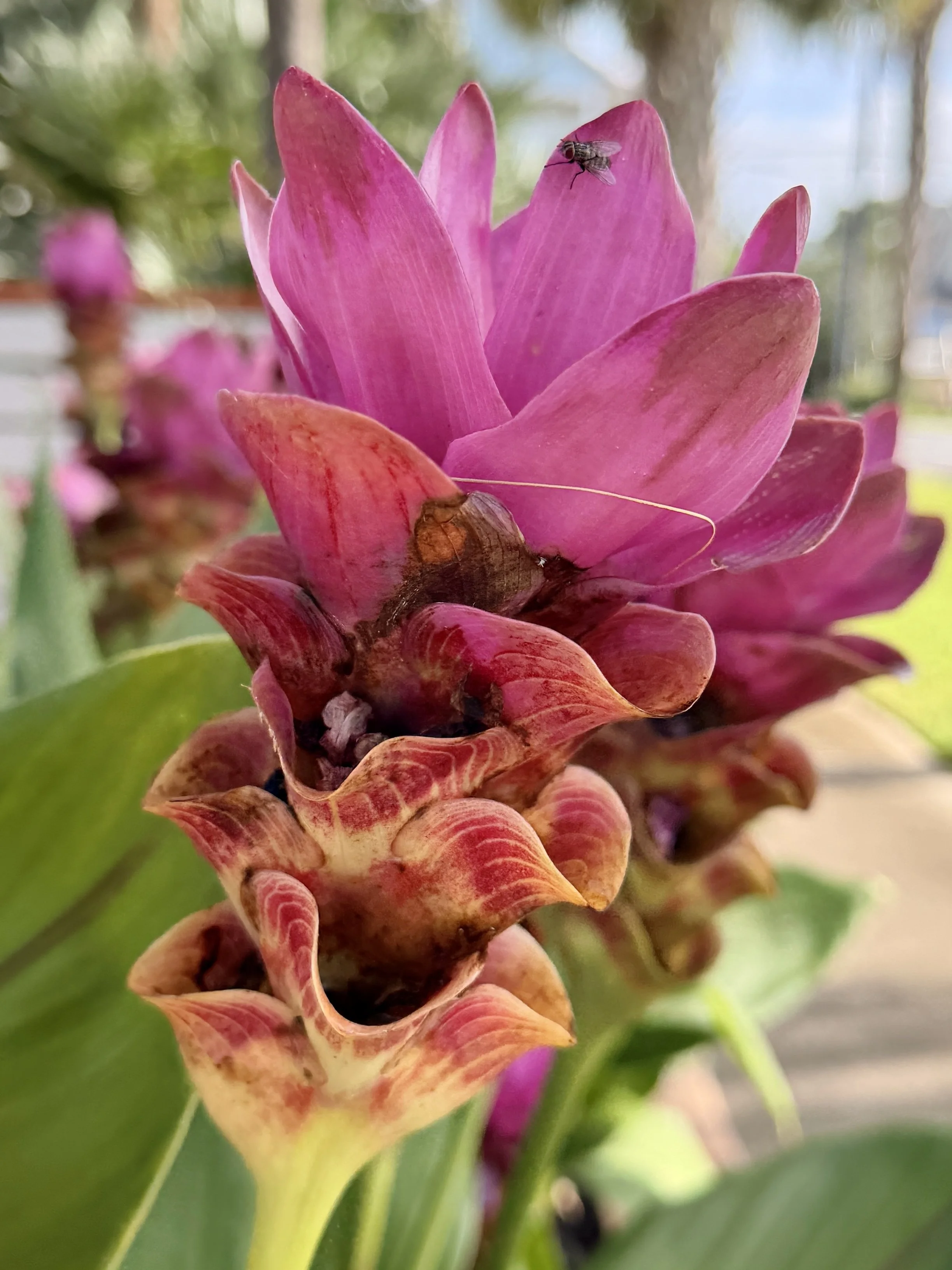 IMG_4685.jpeg