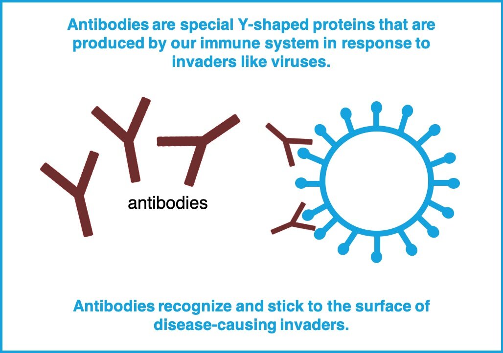 From the Brown Lab COVID19 Testing (Part 2) Antibody