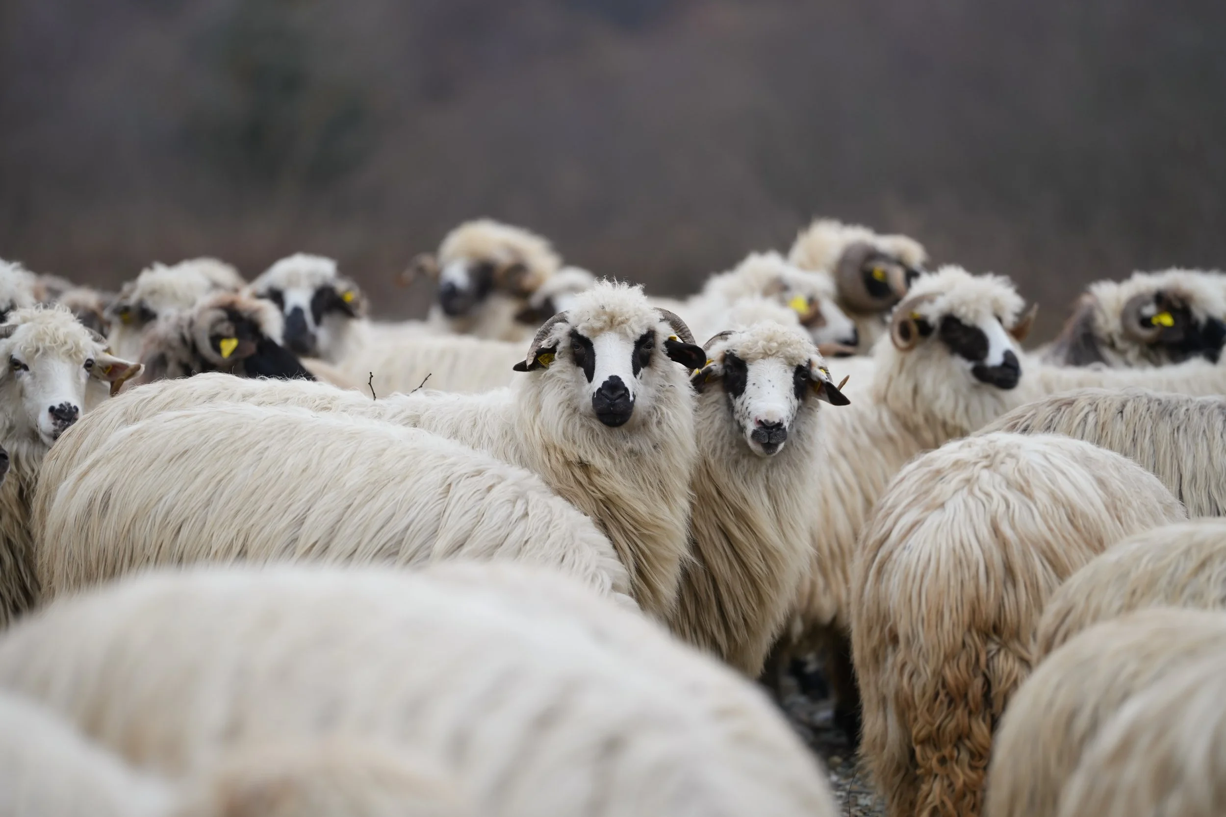 Nativity Animals at Third Church Sunday School - 2025