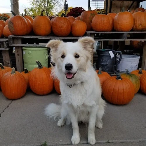 Fluegel's Lawn, Garden & Pet Supply