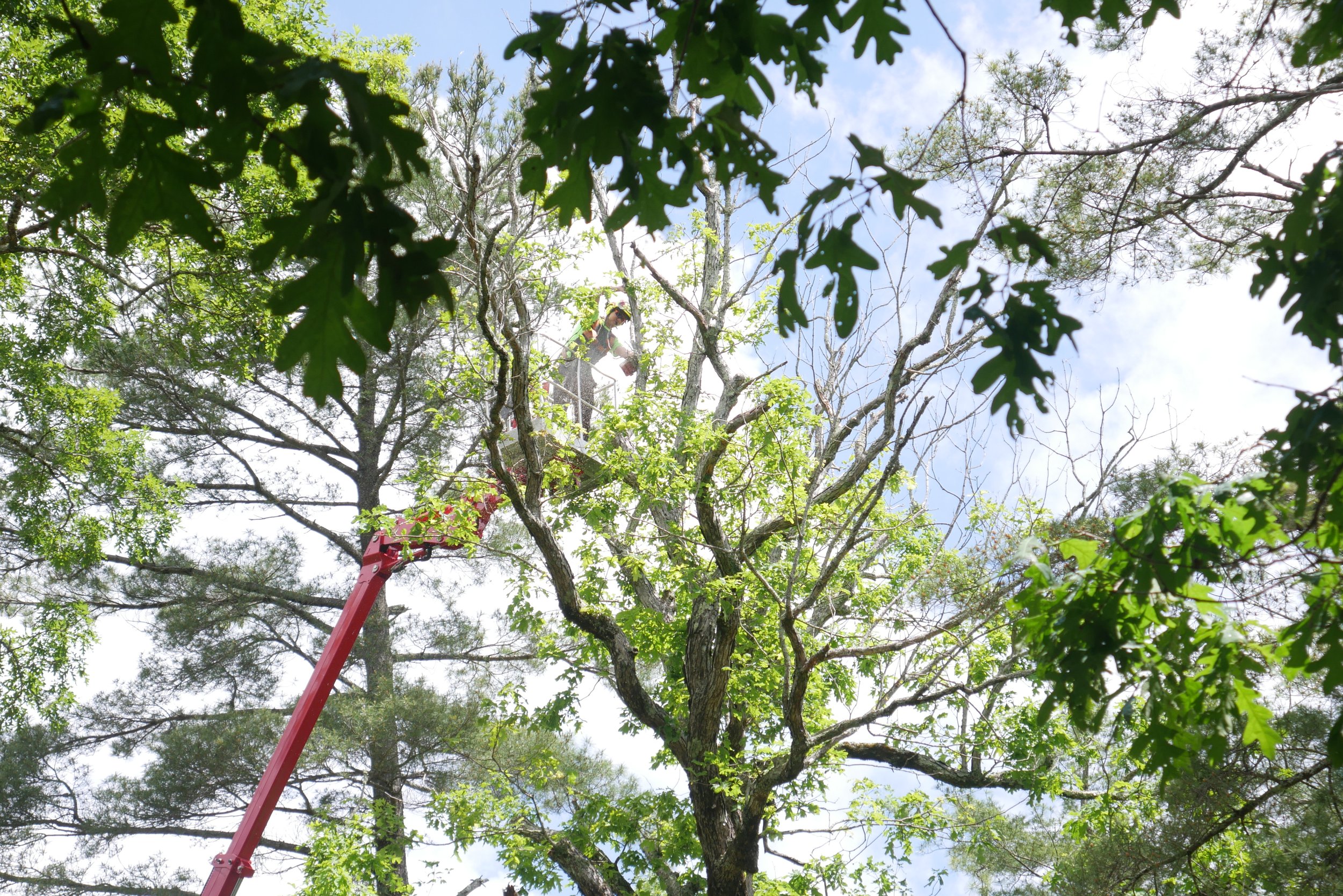 tree cut (15).JPG