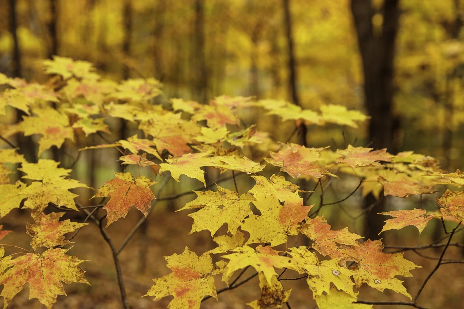 Flaoting Autumn Leaves_PHP_IMG_17475_1500px.jpg