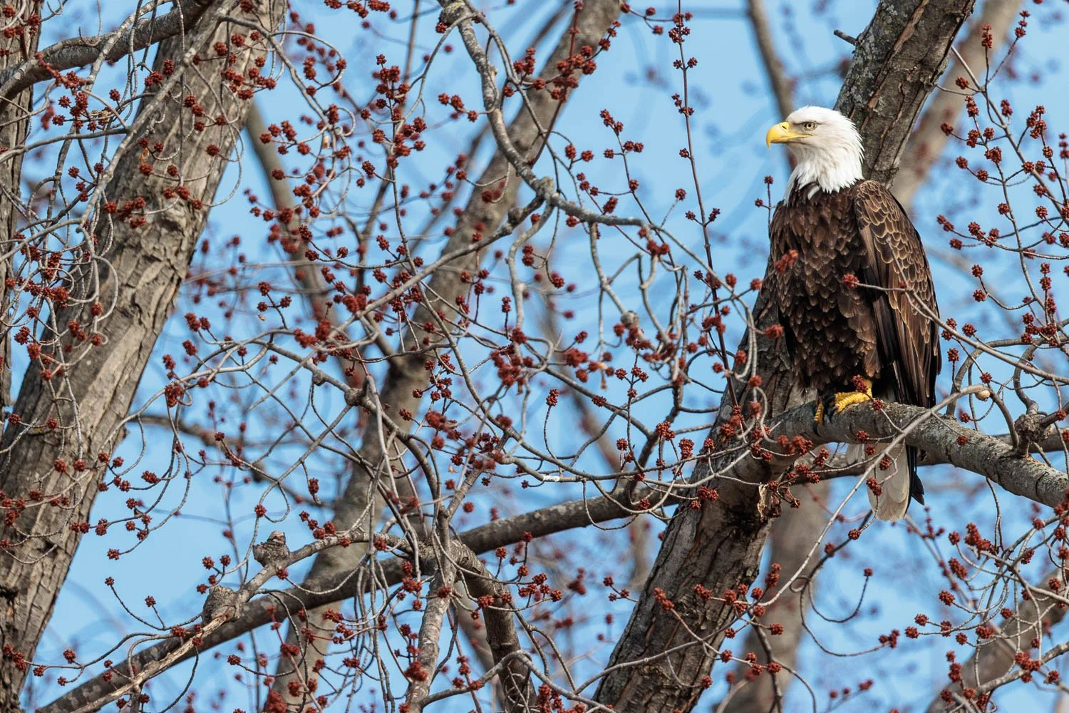 Eagles at La Crosse