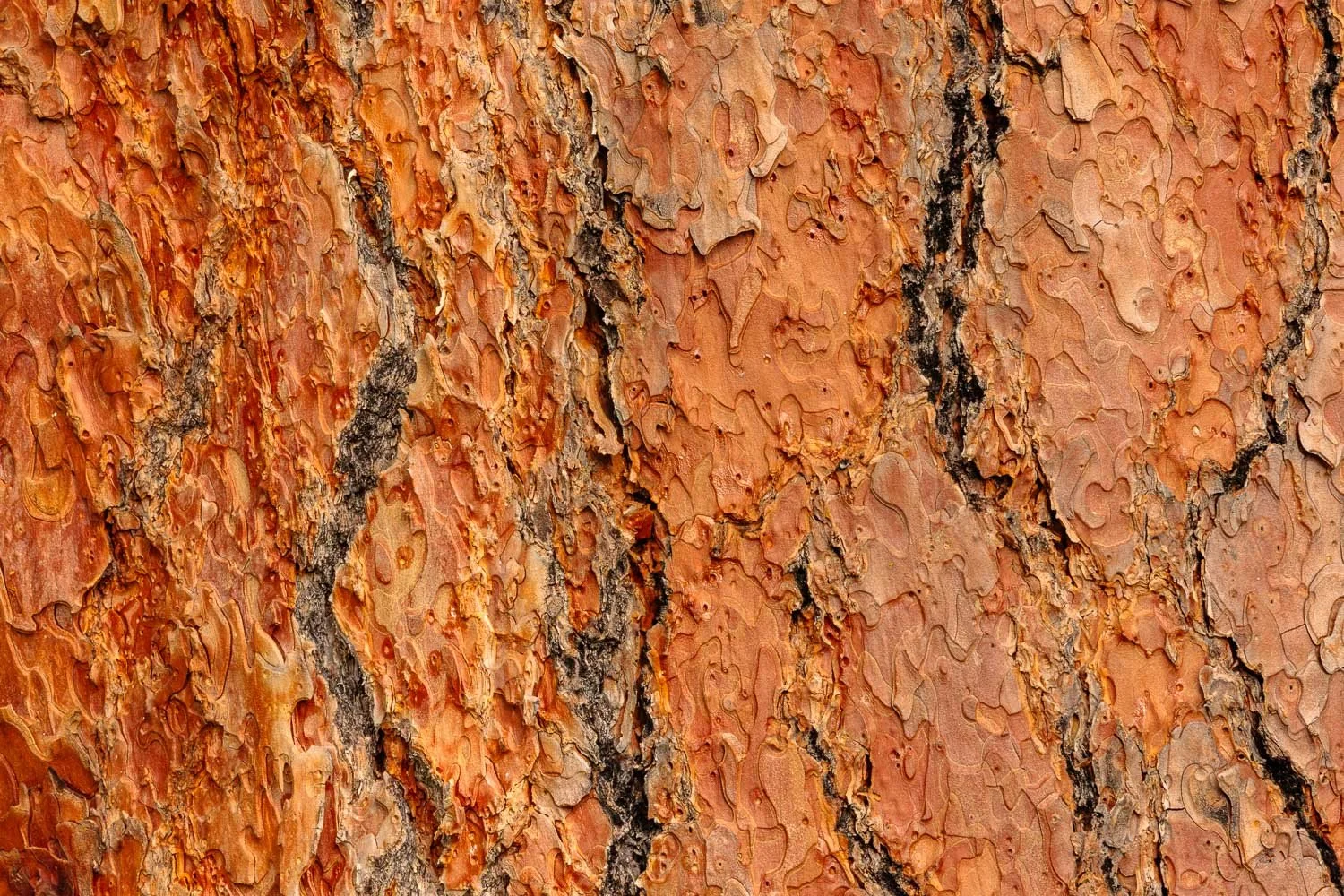 Textured bark of the Ponderosa Pine Tree