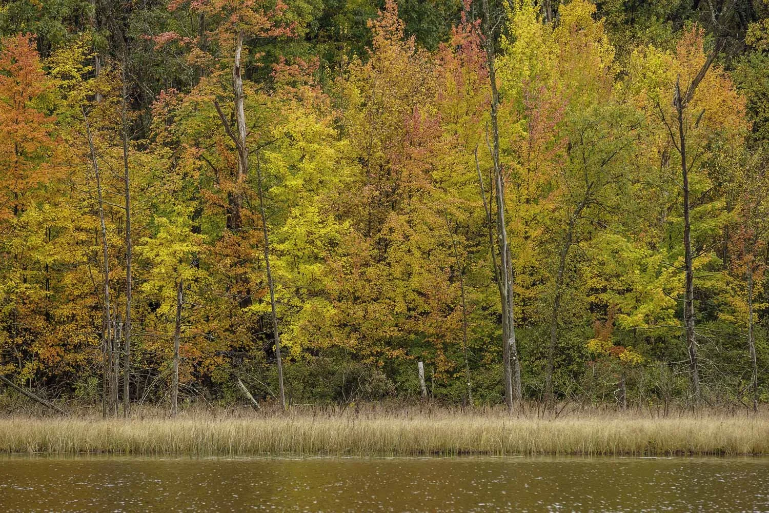 John Muir's Autumn Shoreline
