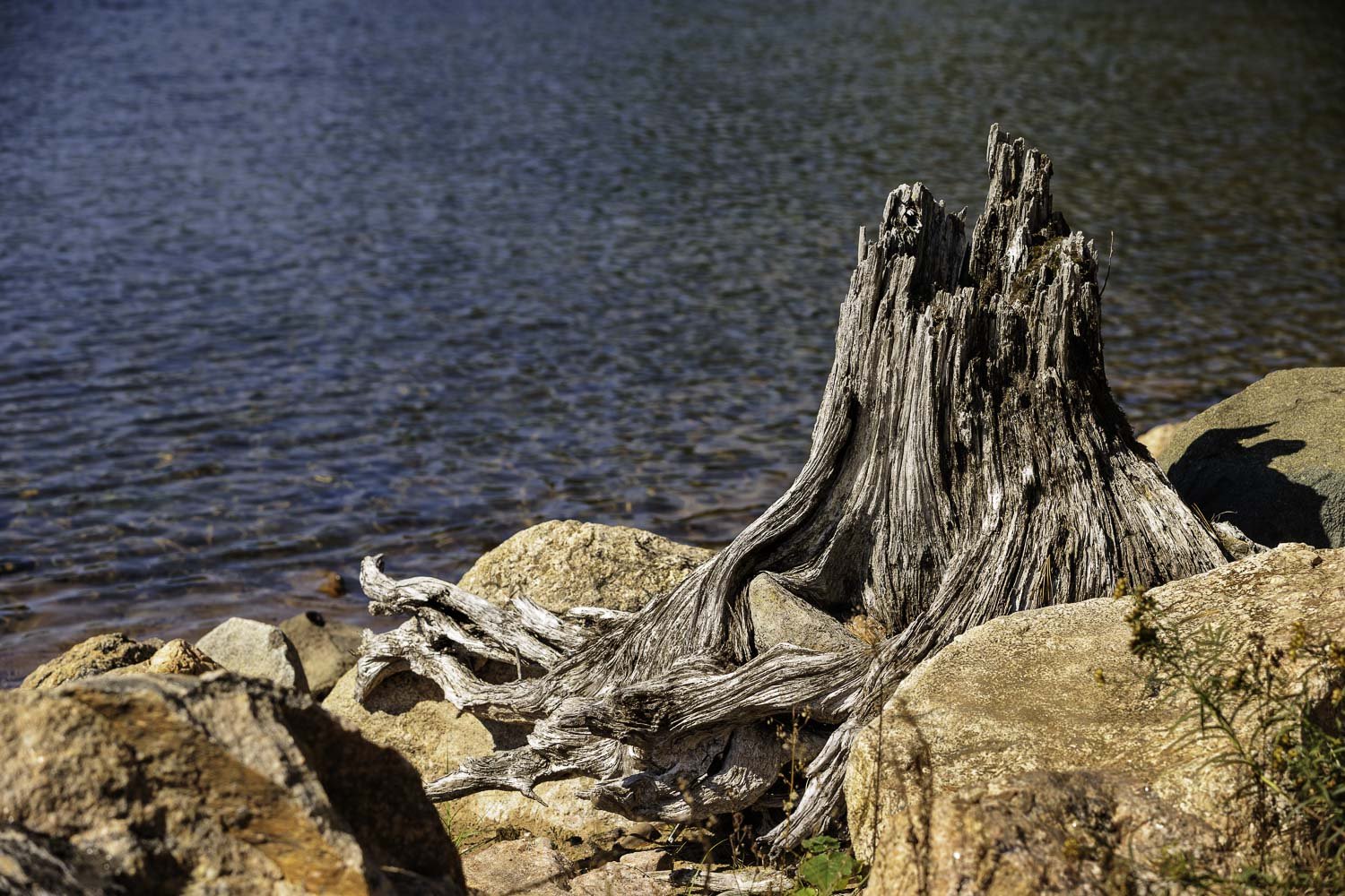 Tree Stump and Boulders_PHP_IMG_17406_1500px.jpg
