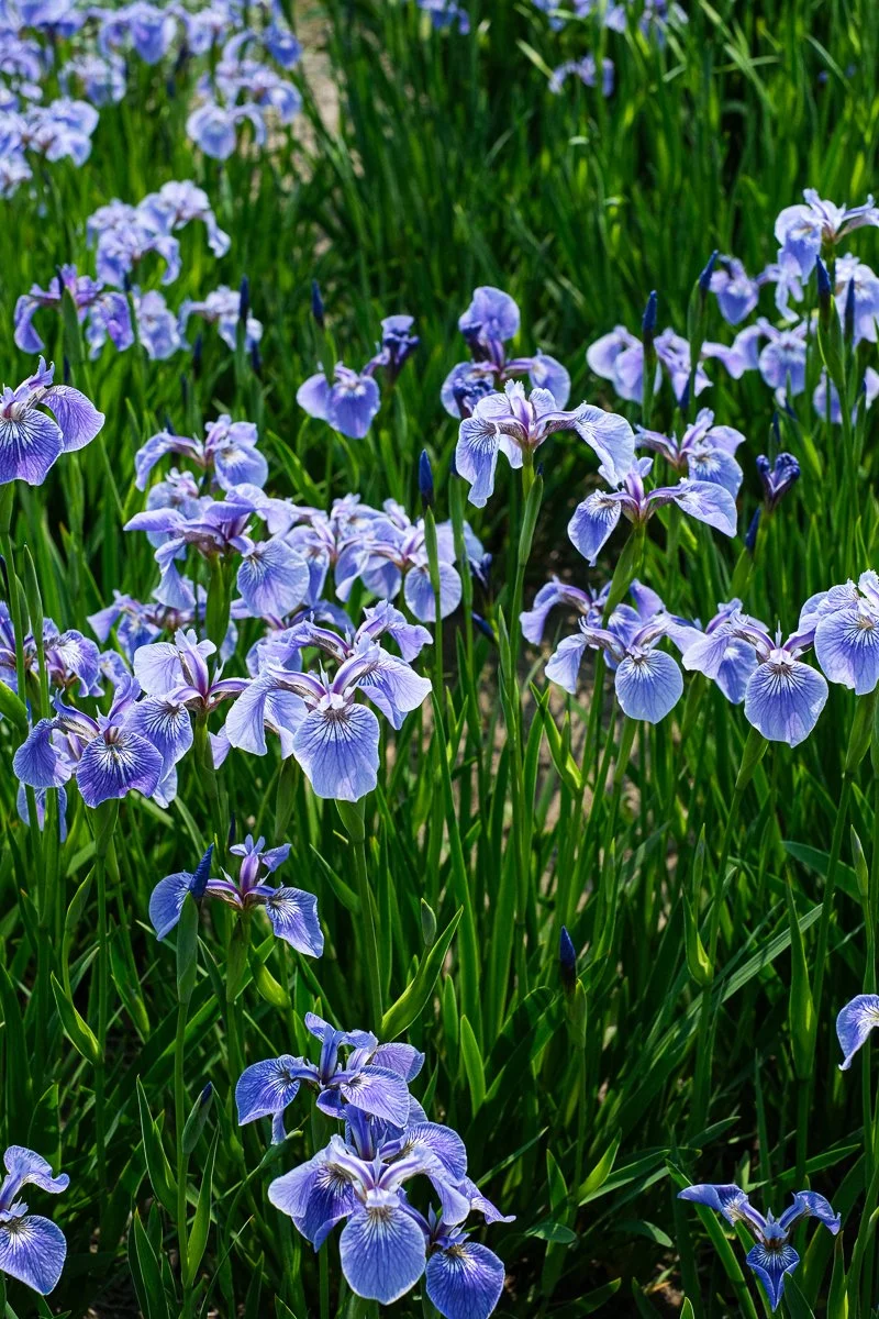 DSCF2097.jpg