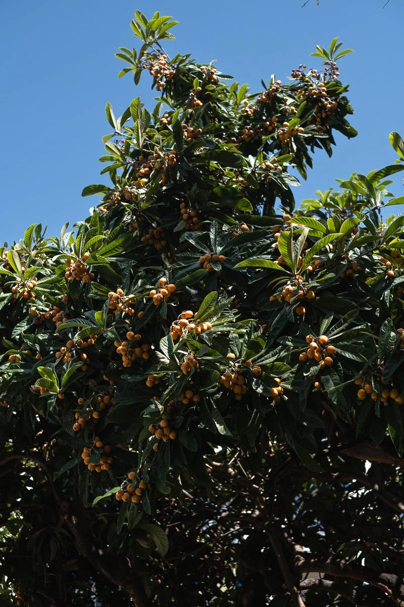 DSCF9724.jpg