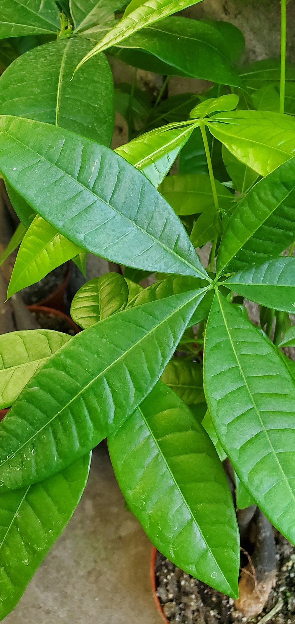 Pachira Aquatica (Money Tree) 6"  Sunset Blvd Nursery