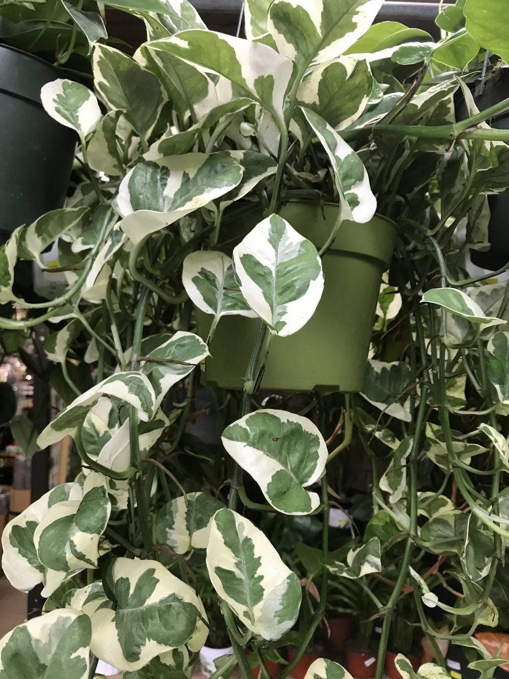 Pothos  NJoy  Various Sizes  Sunset Blvd Nursery