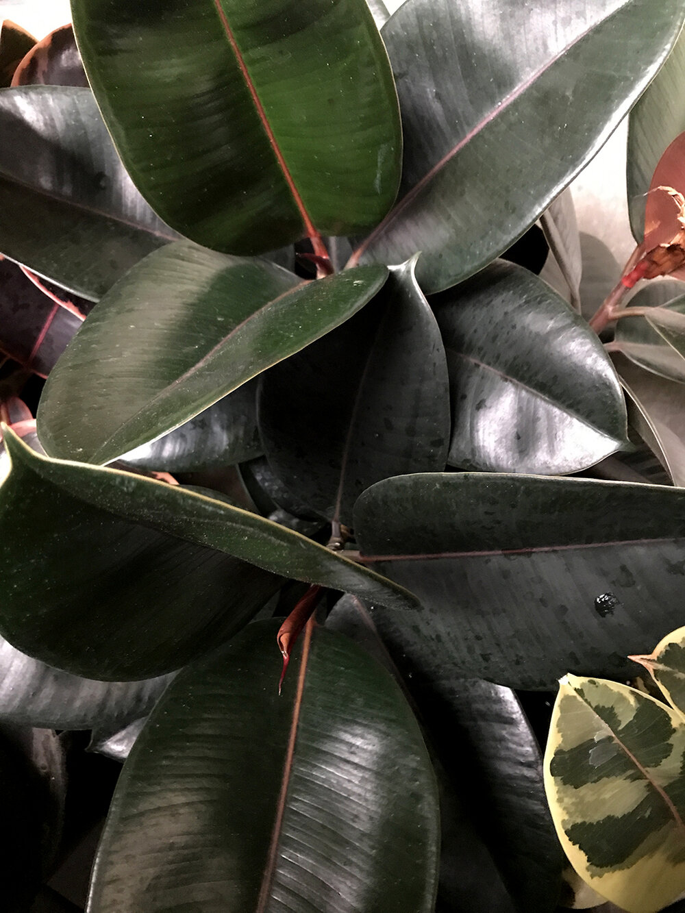 2' Rubber Tree Plant LG | Bloomscape | Burgundy Rubber Tree | Low Maintenance Plants Indoors | Plant Delivery | Ficus Elastica Burgundy