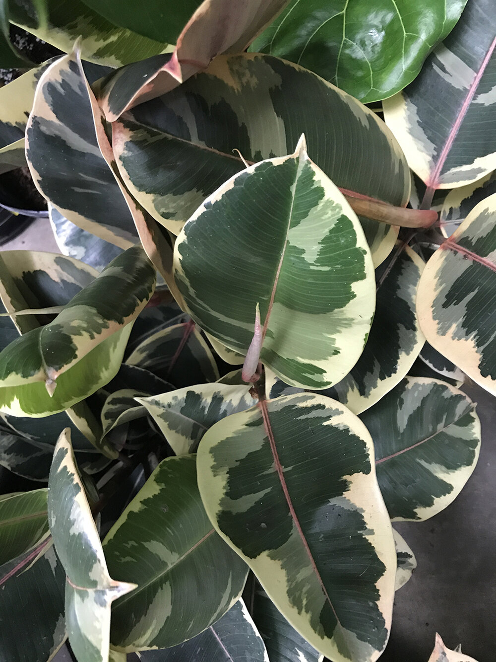 Rubber Plant Care and FAQs