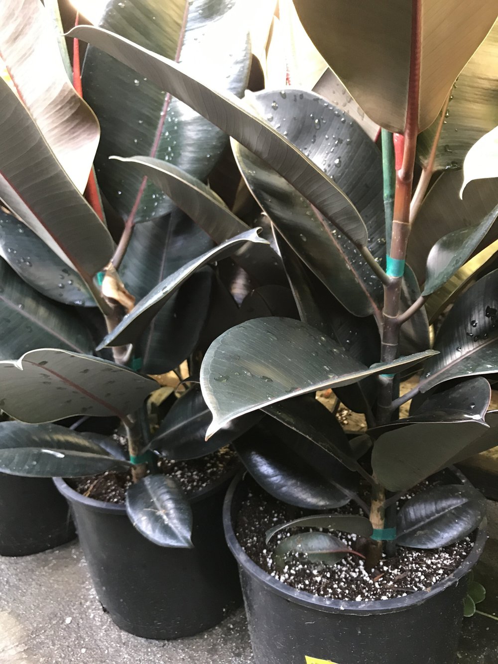 Rubber Tree Burgundy (Ficus Elastica Decora)  Sunset Blvd Nursery