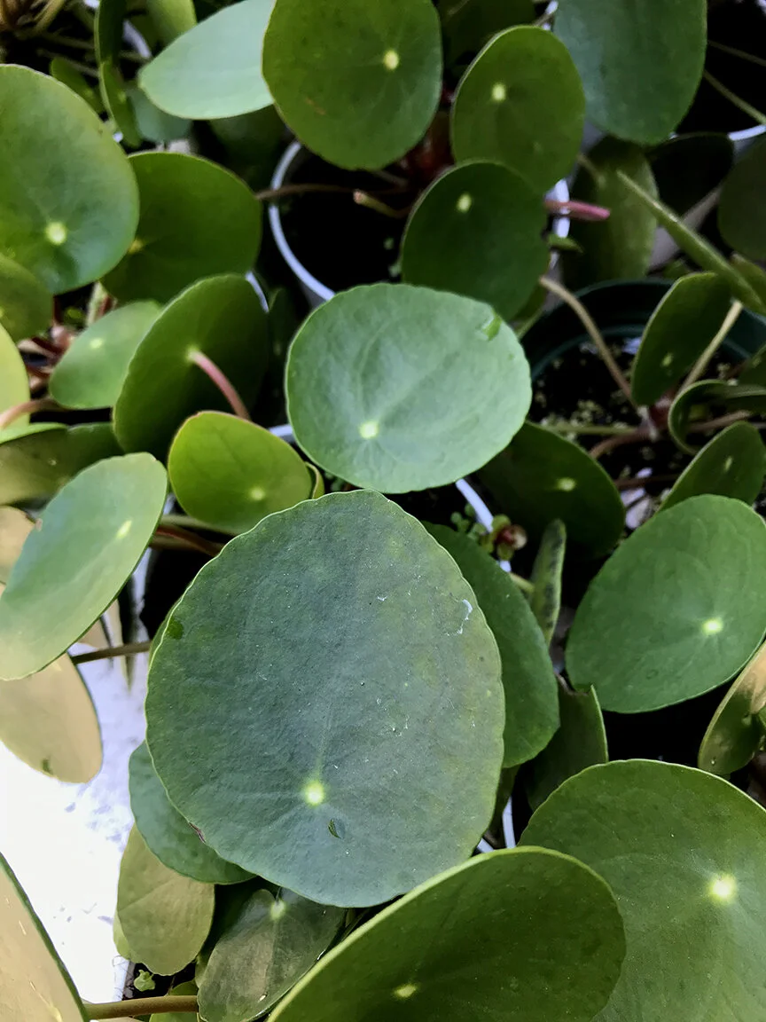 Pilea Peperomioides - Chinese Money Plant  Sunset Blvd Nursery