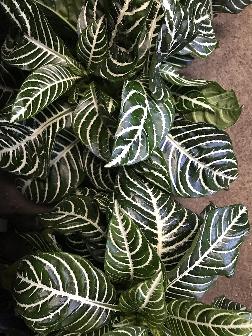 Zebra Plant Sunset Blvd Nursery