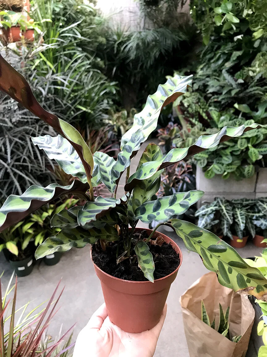 Calathea Rattlesnake  Sunset Blvd Nursery