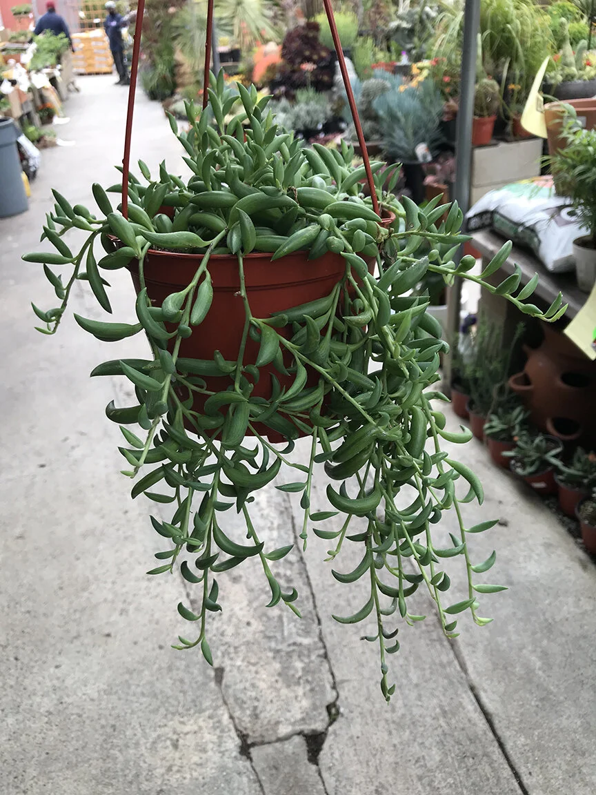 String of Bananas  Sunset Blvd Nursery