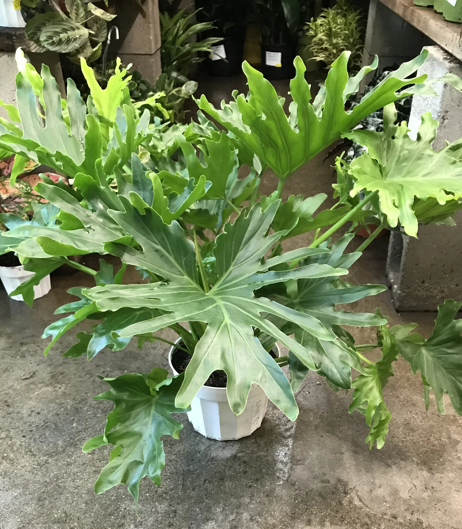 Philodendron Lickety Split  Sunset Blvd Nursery