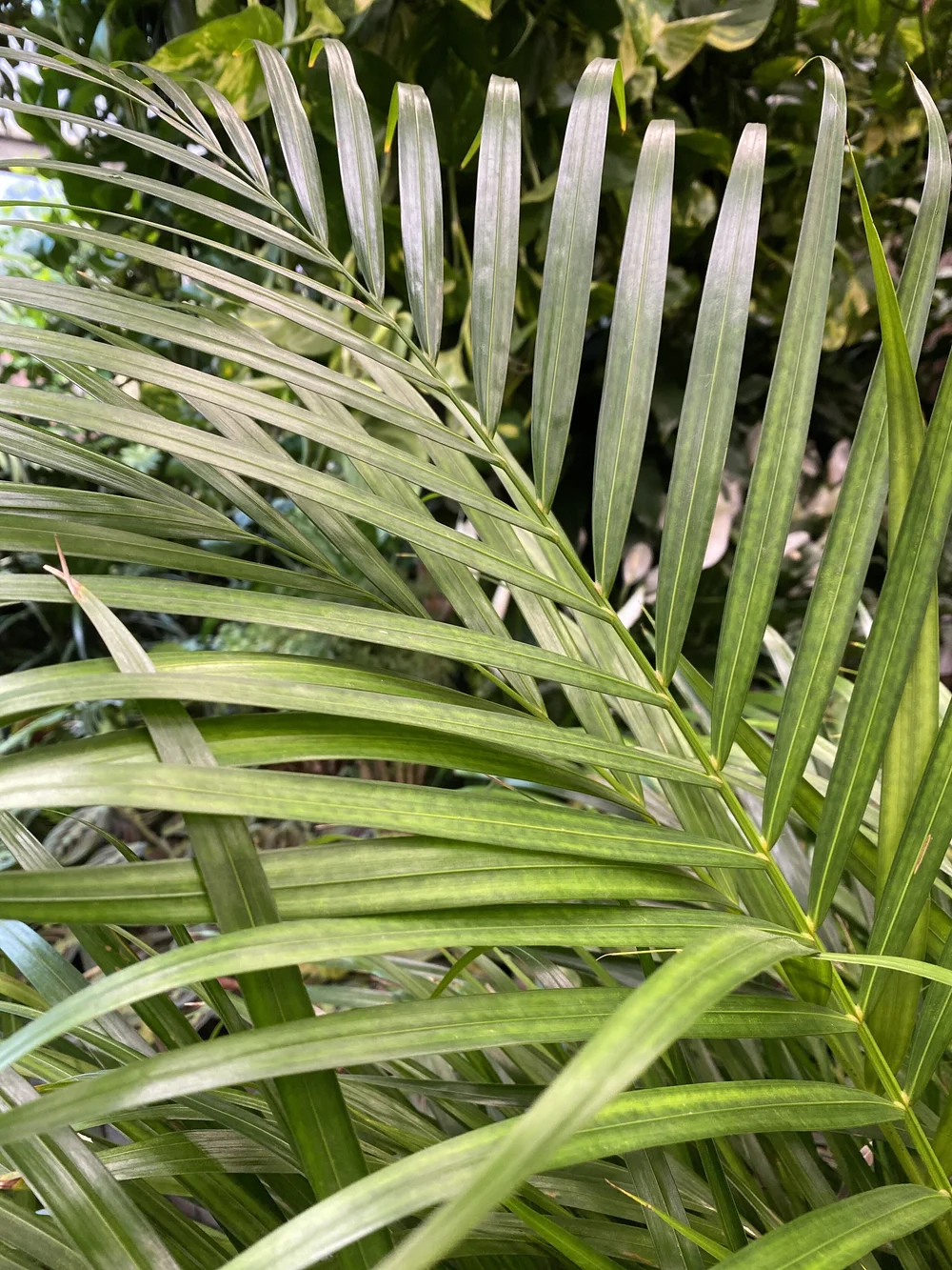 food for palm plants Espoma® Organic Palm-tone® – Al's Garden & Home