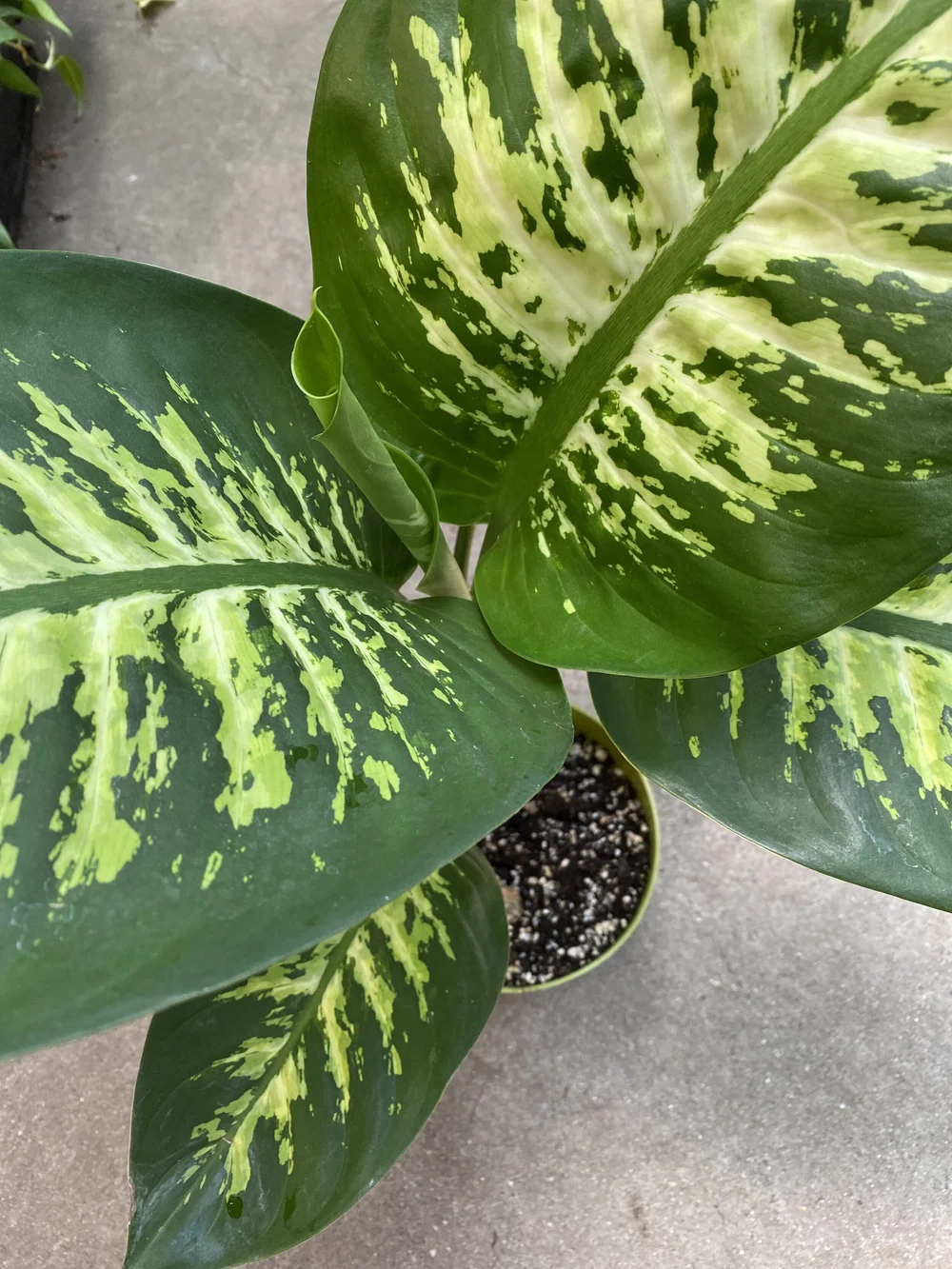 Dieffenbachia Tropic Snow  Sunset Blvd Nursery