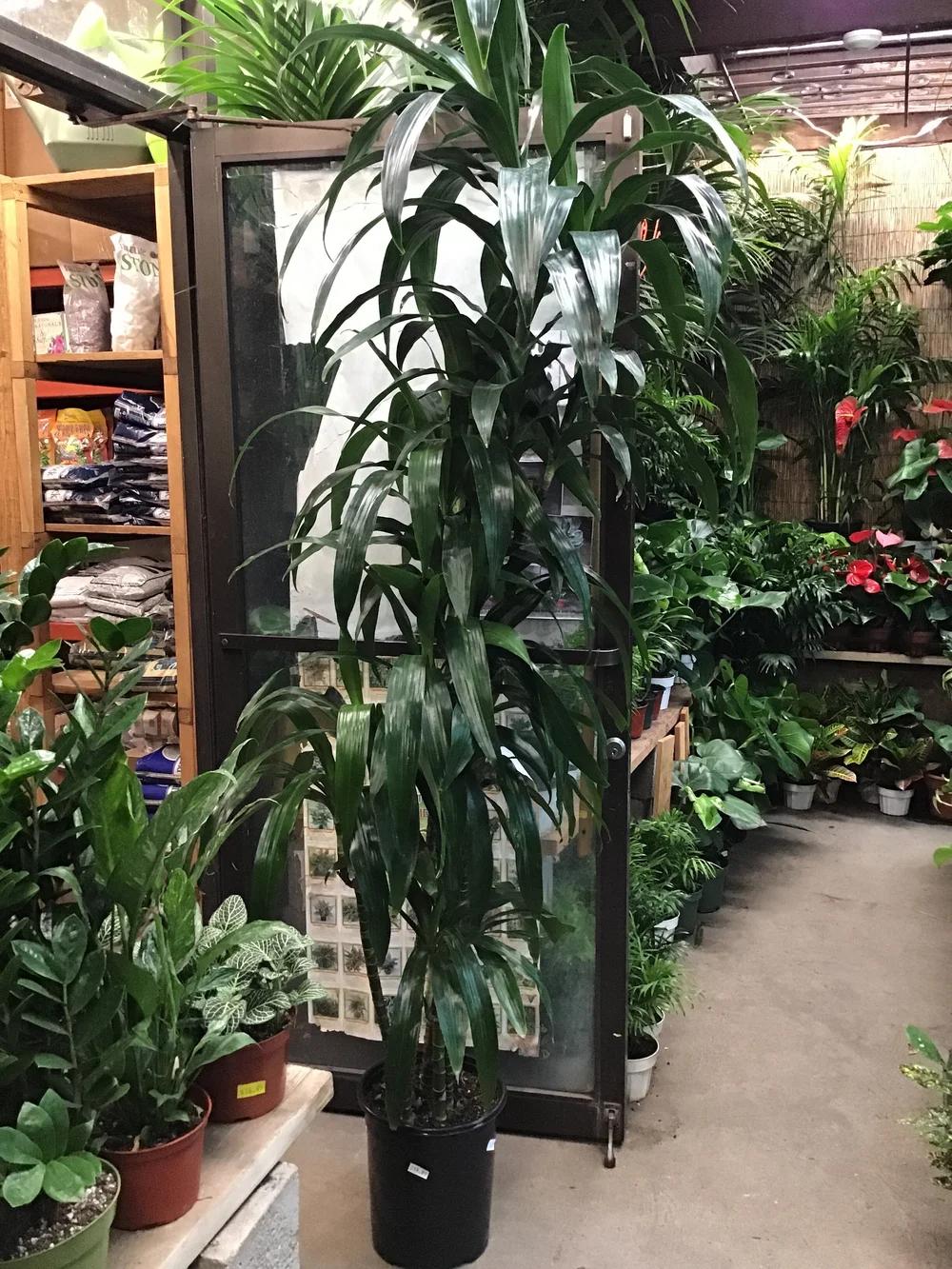 Dracaena Cane  Sunset Blvd Nursery
