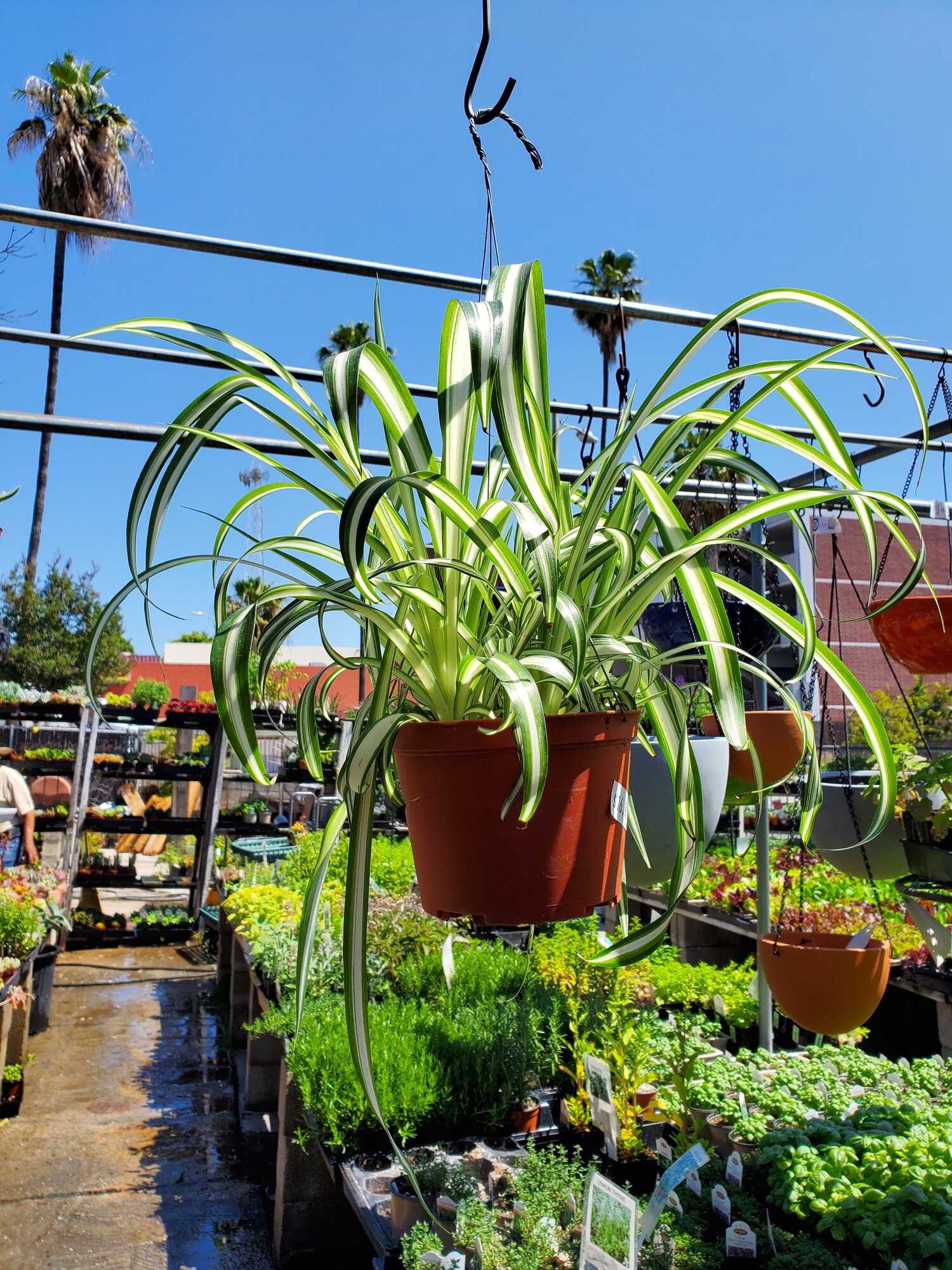 Spider Plant, Hahira Nursery