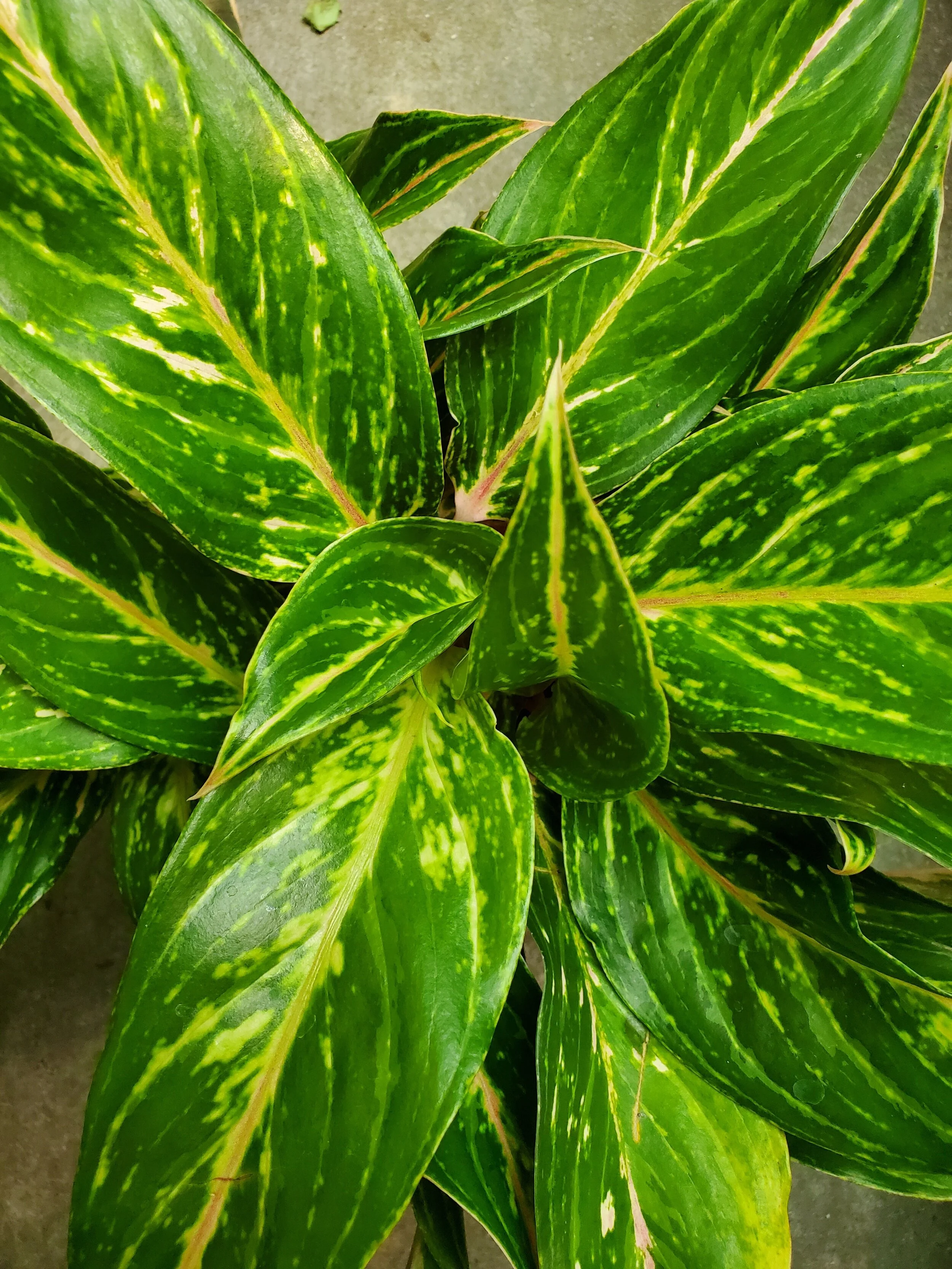 is aglaonema poisonous to dogs