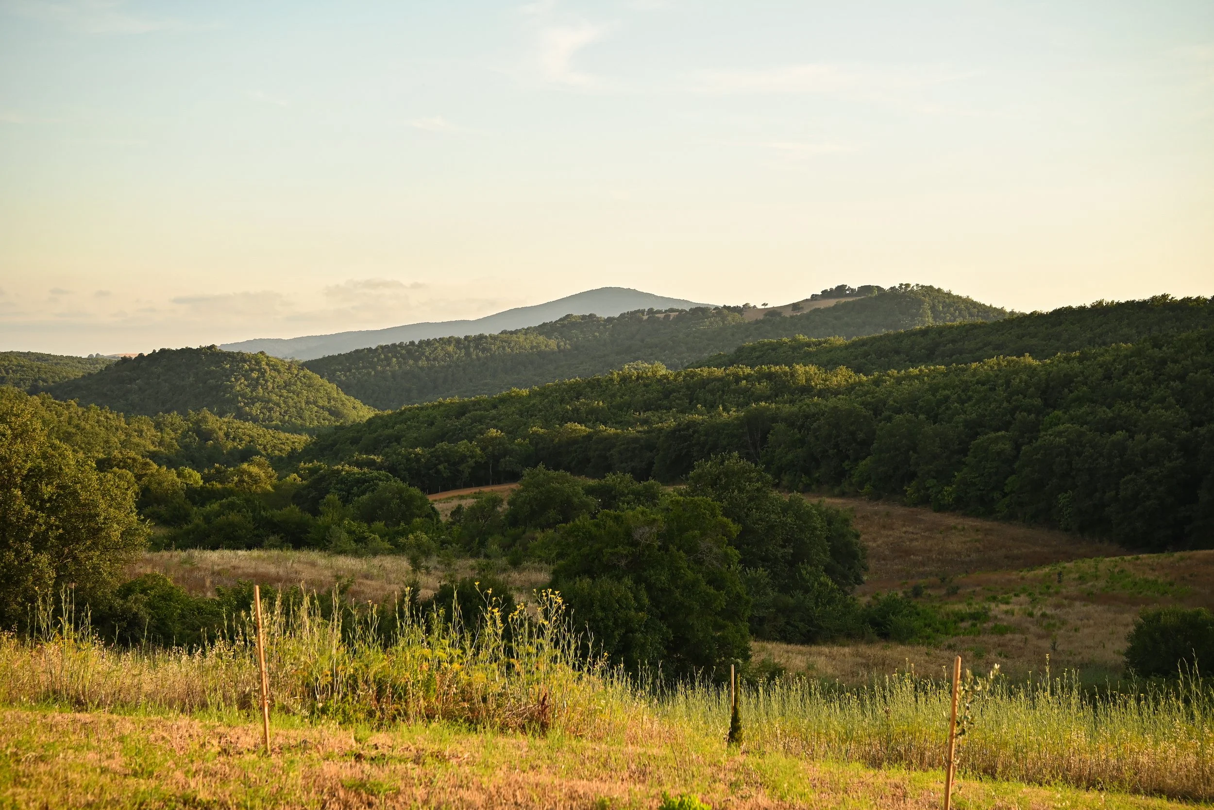 SD6_7941.JPG