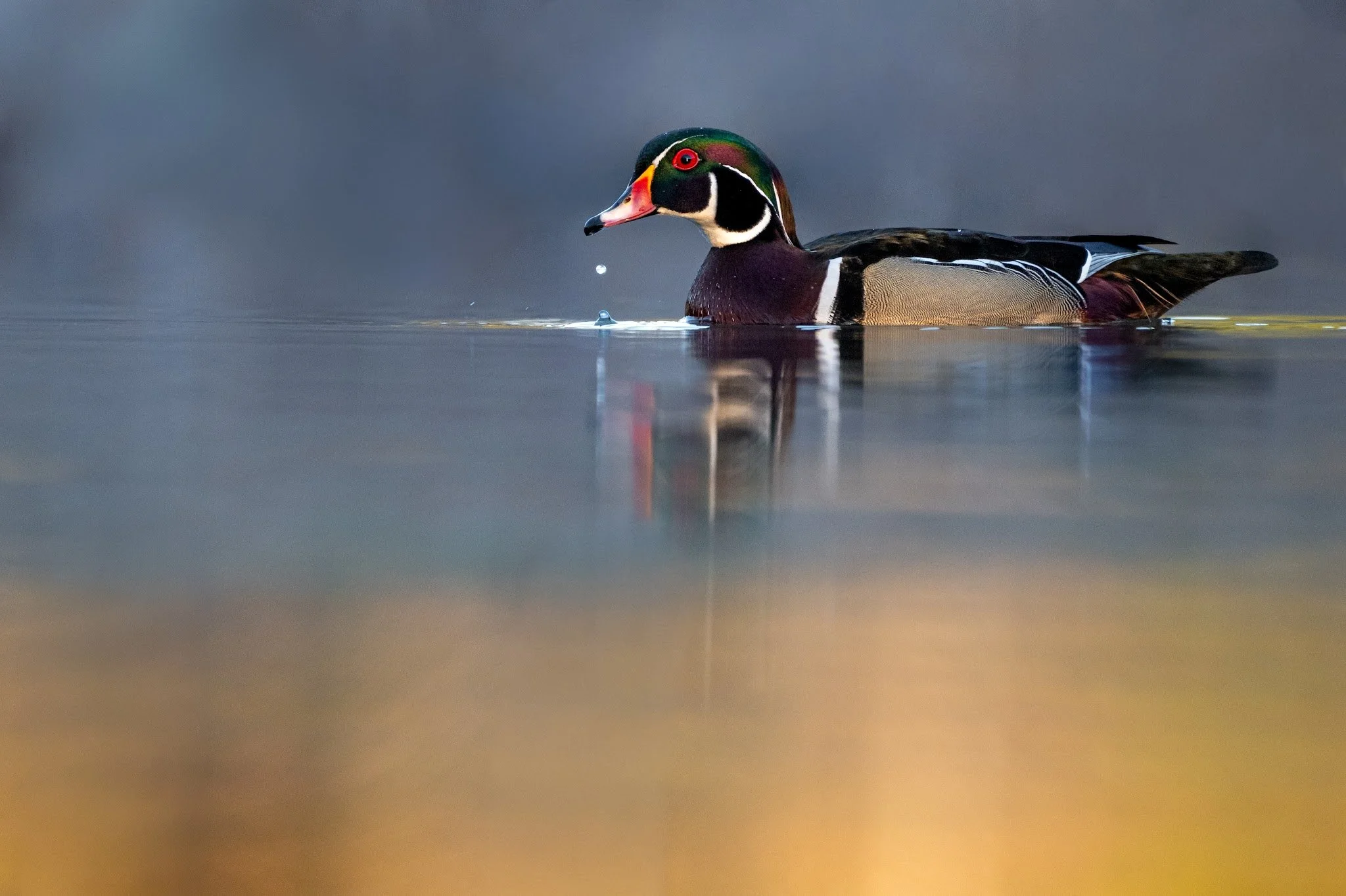 The Droplet by Mike Dougherty