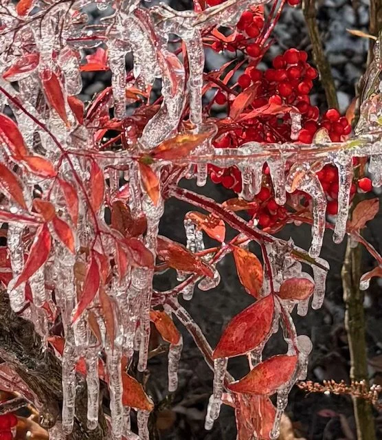 Early December Winter by Linda Starling