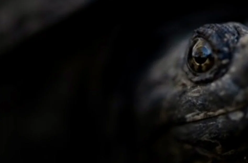 Ancient Gaze by Mike Dougherty