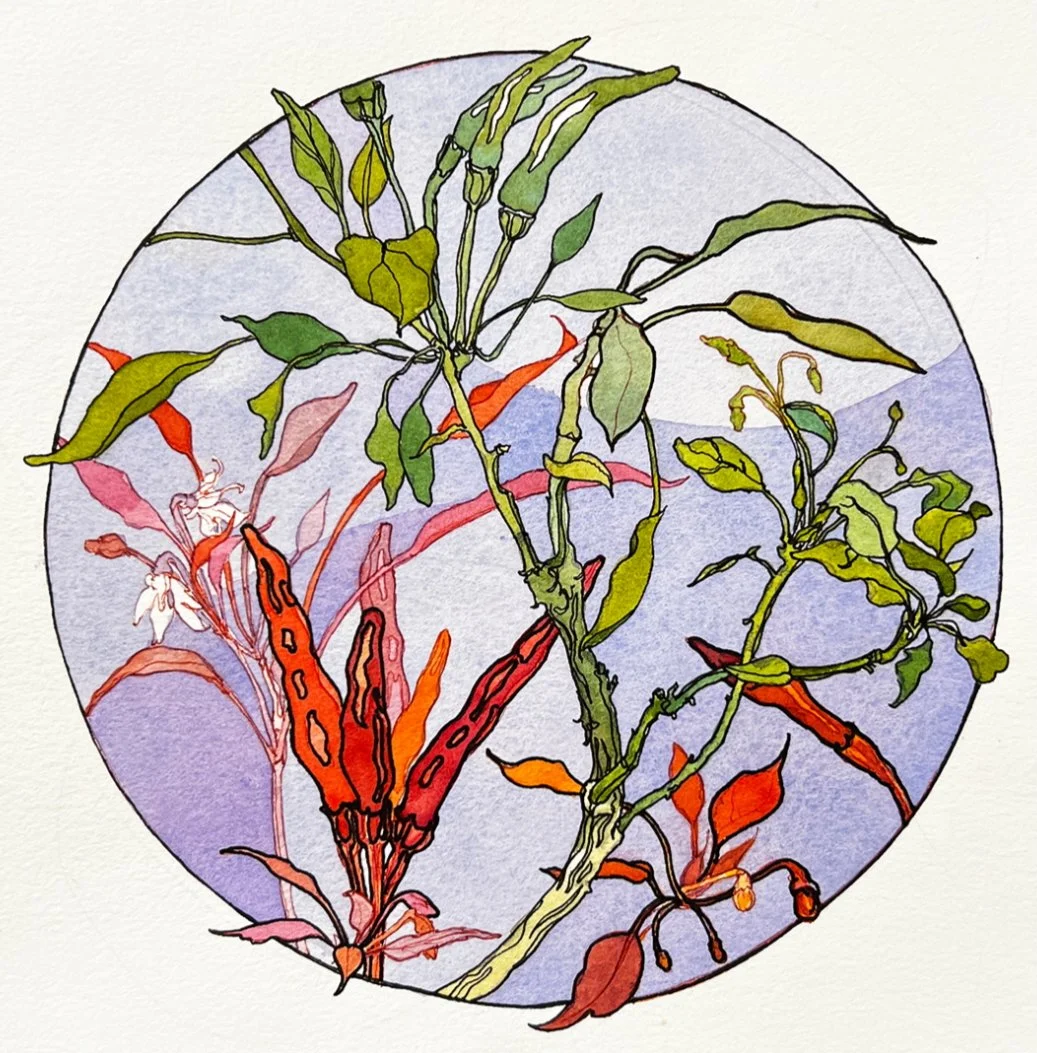 Bonsai Thai Pepper Tree by Chris Carter