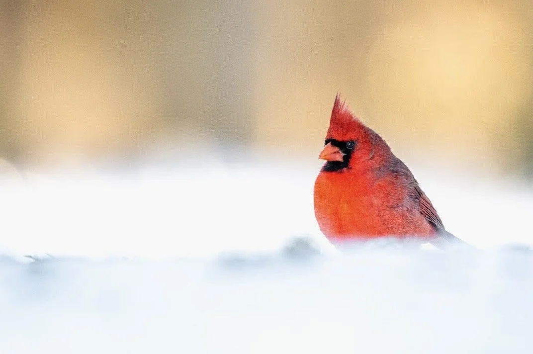 Winter Crimson by Mike Dougherty